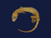 藏品(半葉趾蝎虎)的圖片